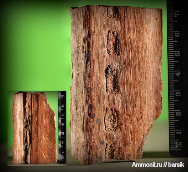 растения, сигиллярия, Sigillaria, Syringodendron