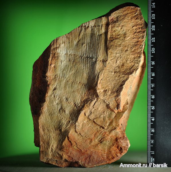 каламиты, Calamites, Calamites suckowii