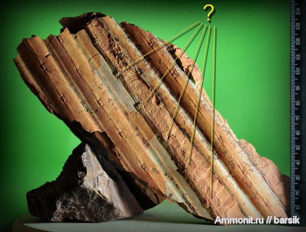 растения, сигиллярия, Sigillaria