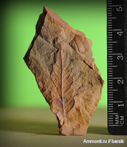 Mariopteris, Mariopteris nervosa