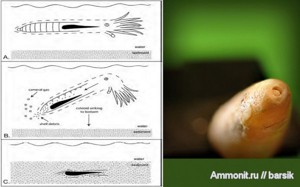 белемниты, ростры, Belemnitella, belemnites