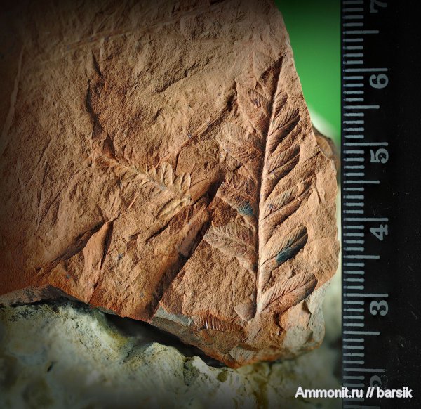 Mariopteris, Mariopteris nervosa