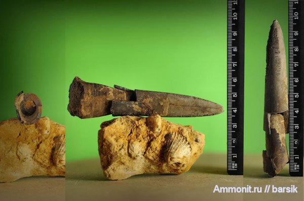 белемниты, belemnites