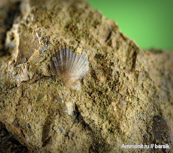 двустворки, Chlamys