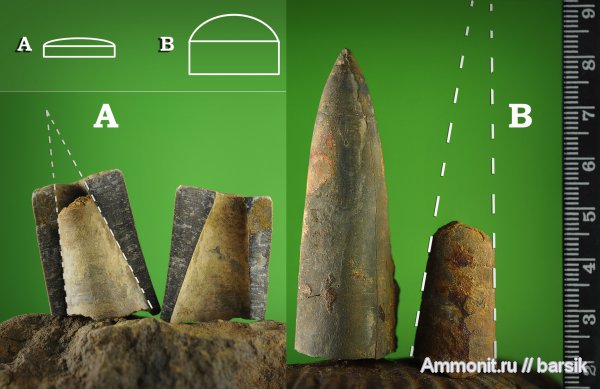 белемниты, belemnites