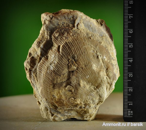 двустворки, Cardiidae