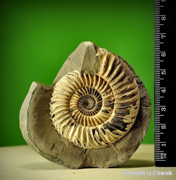 аммониты, Parkinsonia, Ammonites