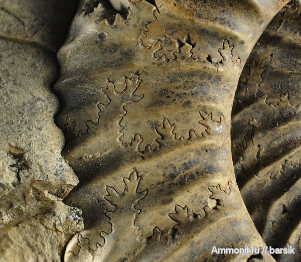 аммониты, Parkinsonia, Ammonites, лопастные линии