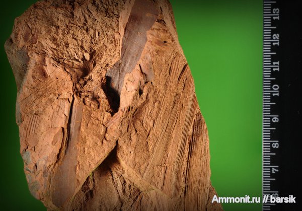 растения, кордаиты