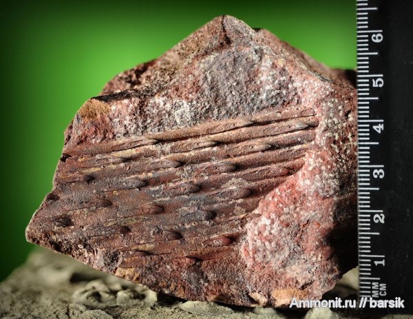 растения, сигиллярия, Sigillaria