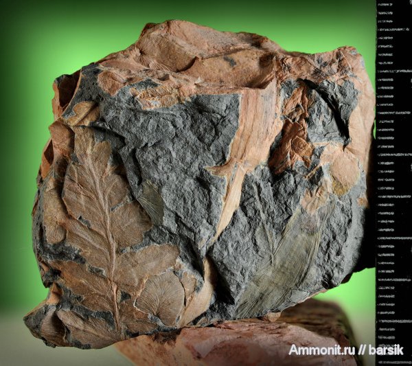 растения, Mariopteris