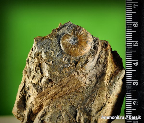 аммониты, Ammonites, Leioceras, Graphoceratidae