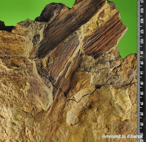 растения, окаменевшее дерево