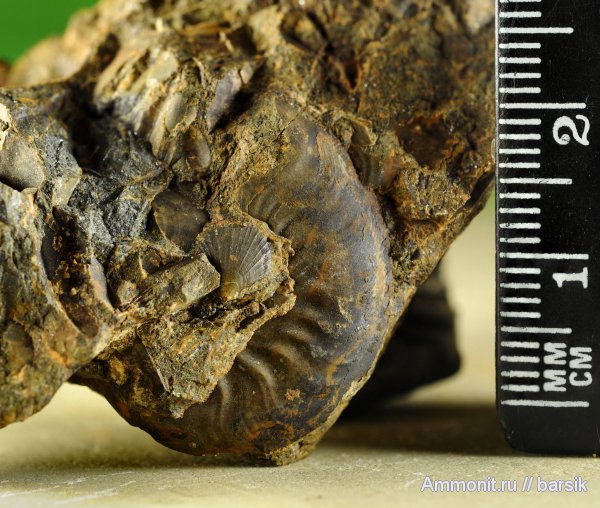 двустворки, Chlamys, Graphoceratidae