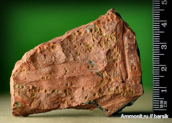 растения, сигиллярия, Sigillaria