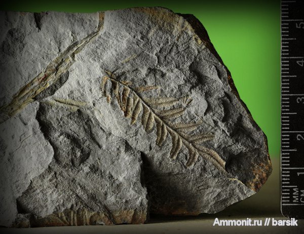 Alethopteris, алетоптерисы, Alethopteris lonchitica