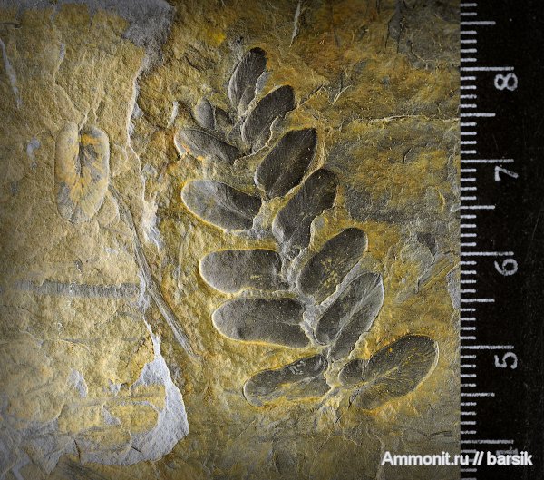 растения, Neuropteris