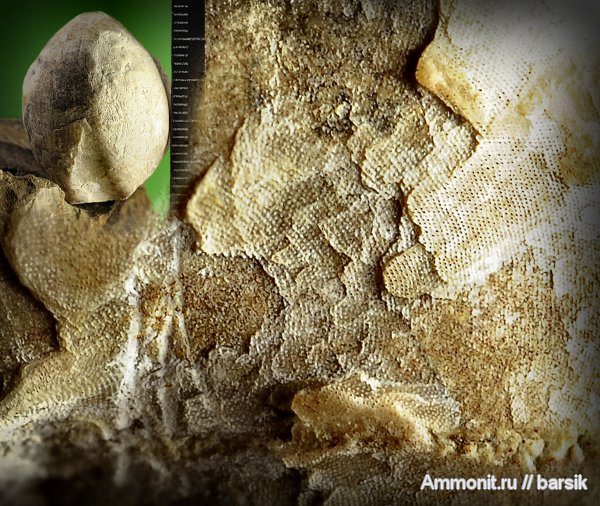 брахиоподы, палеоген