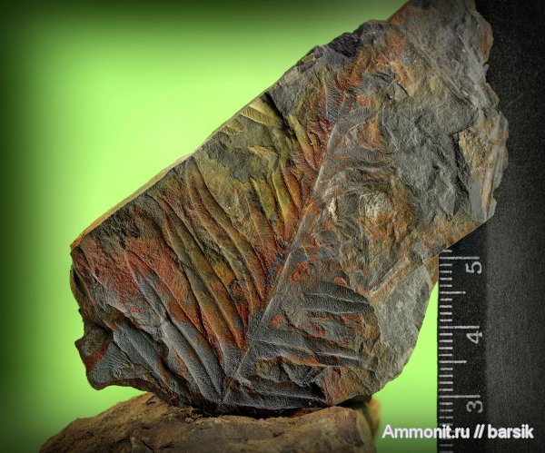 Alethopteris, алетоптерисы