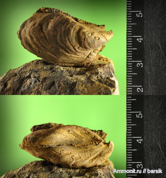 двустворки