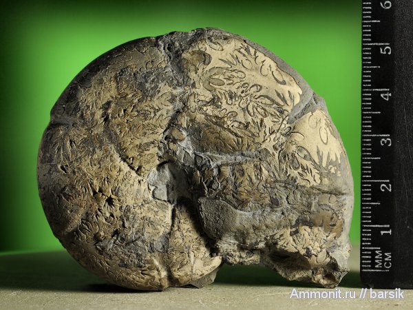 аммониты, Holcophylloceras, Ammonites, Holcophylloceras zignodianum