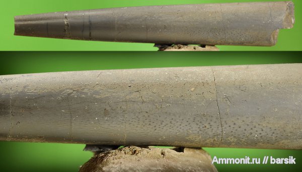 белемниты, ростры, прижизненная окраска, Megateuthis, belemnites