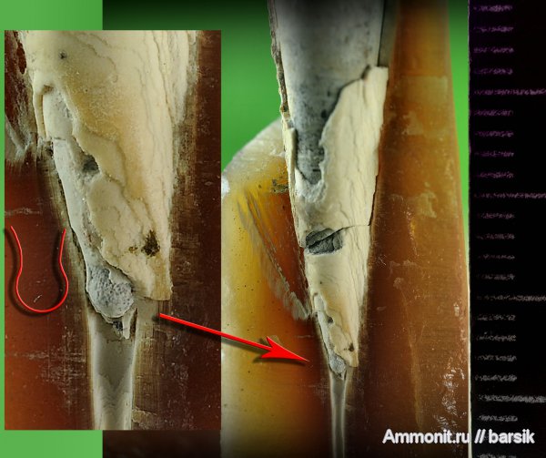 белемниты, мел, фрагмоконы, протоконх, Cretaceous, belemnites, phragmocones