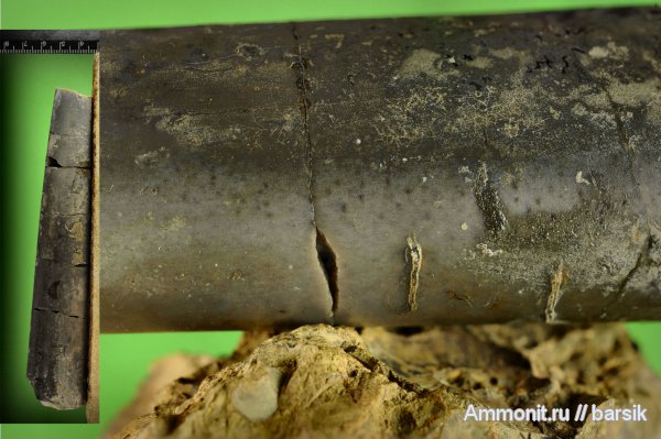 белемниты, ростры, прижизненная окраска, Megateuthis, belemnites