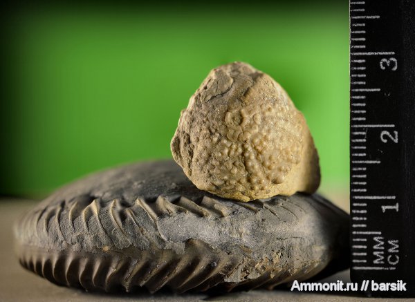 морские ежи