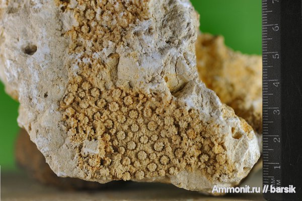 кораллы, Scleractinia