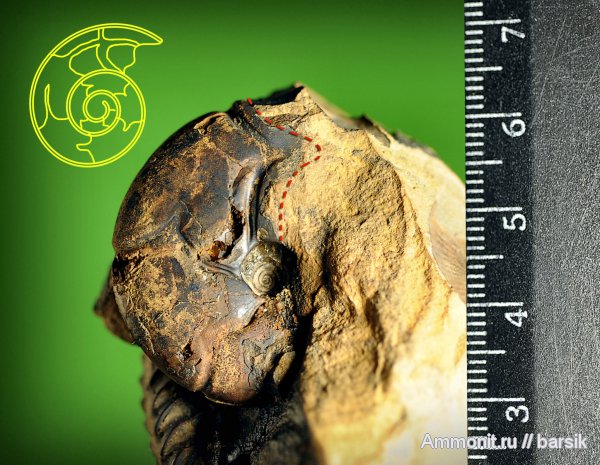 аммониты, Holcophylloceras, Ammonites, Holcophylloceras zignodianum, Phylloceratidae