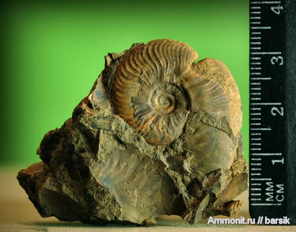 аммониты, Ammonites, Leioceras, Graphoceratidae