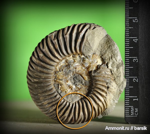 аммониты, Parkinsonia, Ammonites