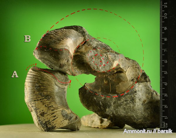 аммониты, Dinolytoceras zhivagoi, Dinolytoceras, устье, Ammonites, Lytoceratina