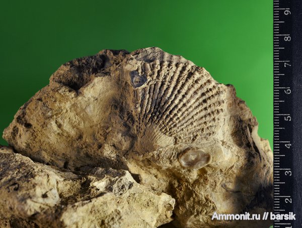 двустворки, гребешки