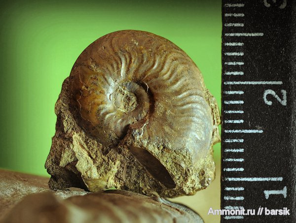 аммониты, Ammonites, Leioceras, Graphoceratidae, аален, Aalenian