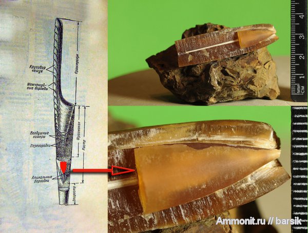 белемниты, ростры, belemnites