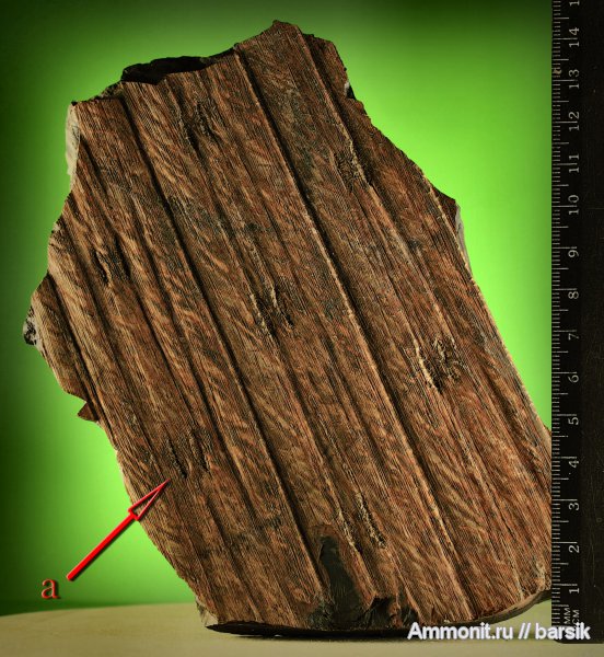 растения, сигиллярия, Sigillaria, сирингодендроны