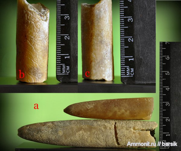 белемниты, ростры, belemnites