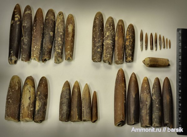 белемниты, ростры, belemnites