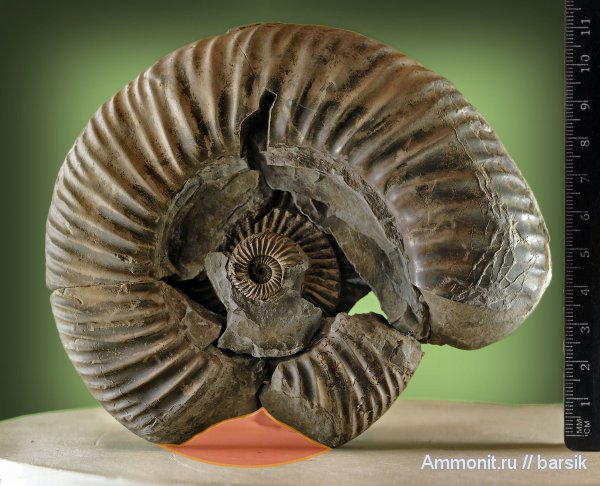 аммониты, прижизненные повреждения, Parkinsonia, Ammonites