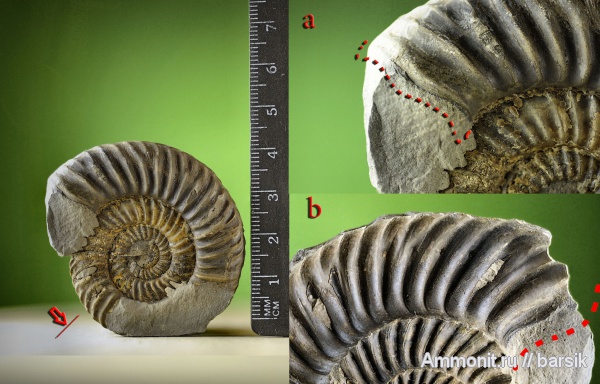 аммониты, ушки, Parkinsonia, устье, Ammonites, Microconchs, lappets