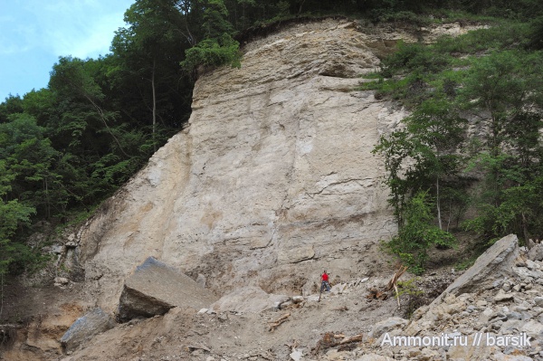 морские ежи, палеоген