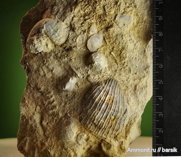 морские ежи, палеоген