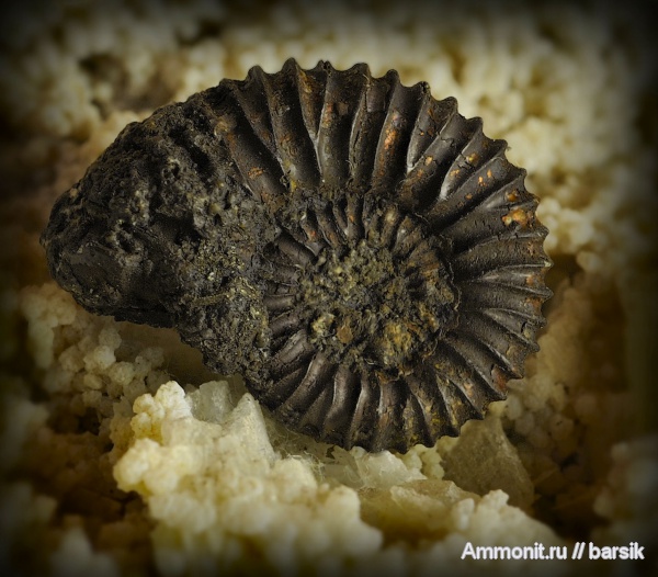 аммониты, Peltoceras, Ammonites, Peltoceratinae