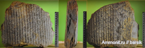 растения, сигиллярия, Sigillaria