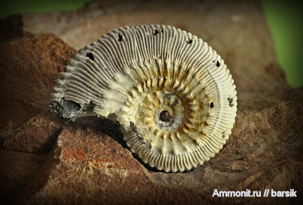 аммониты, юра, Михайлов, Kosmoceras, келловей, Kosmoceratidae, Ammonites, Callovian, Jurassic, Middle Jurassic