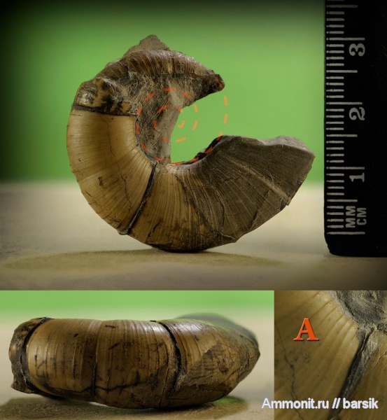 аммониты, Dinolytoceras, Ammonites