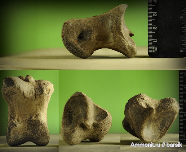 плейстоцен, быки