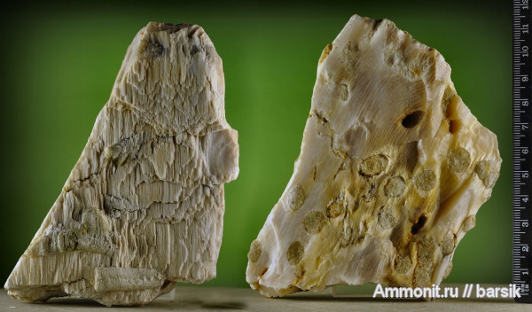 растения, окаменевшее дерево, сосны, Pinus